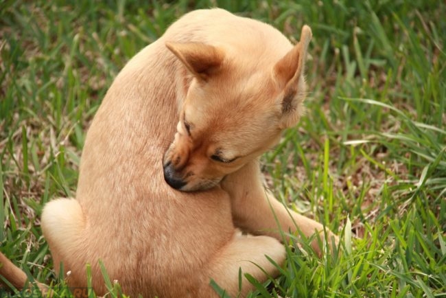 Кожный зуд у собаки сидящей на траве