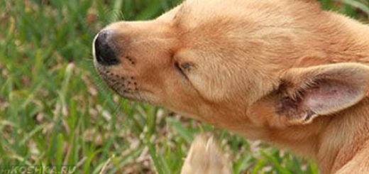 Собака чешет за ухом при аллергии