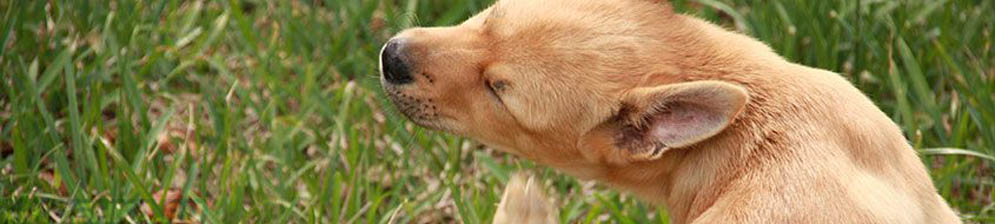 Собака чешет за ухом при аллергии