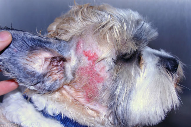 Среднетяжёлая площадь поражения атопическим дерматитом у собаки