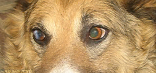 Бельмо на левом глазе у собаки