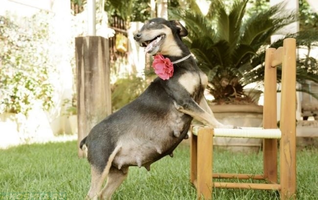 Беременная собака с цветком на шее