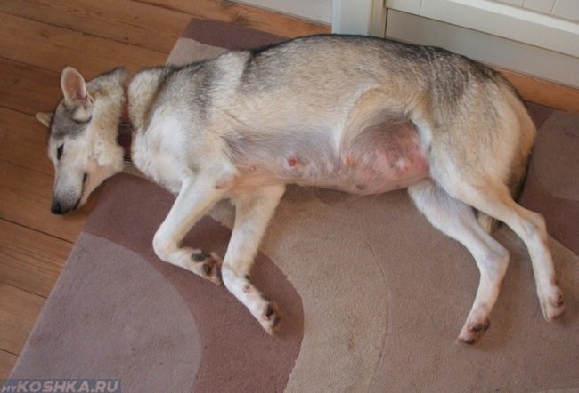 Беременная собака лежащая на боку