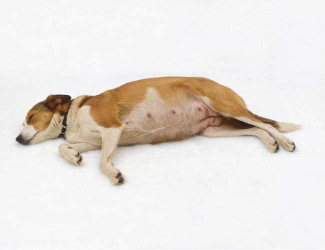 Беременная собака лежащая на боку