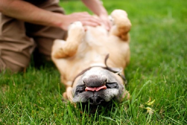 Пальпация собаки на траве