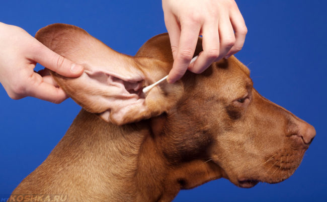 Очистка уха собаке ватной палочкой
