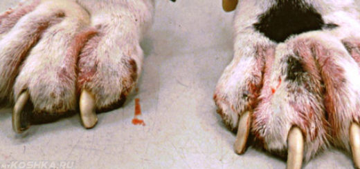 Межпальцевый дерматит у собаки на передних лапах