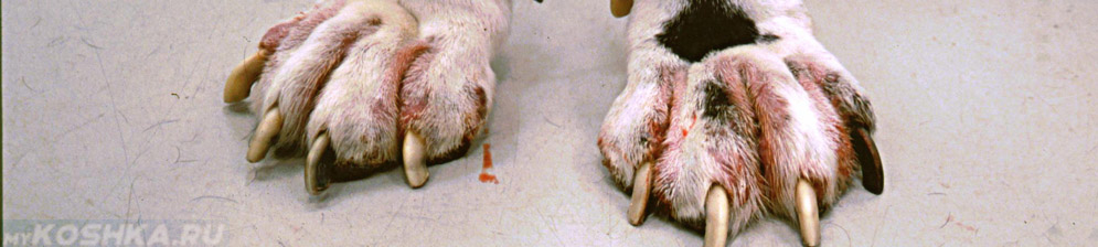 Межпальцевый дерматит у собаки на передних лапах