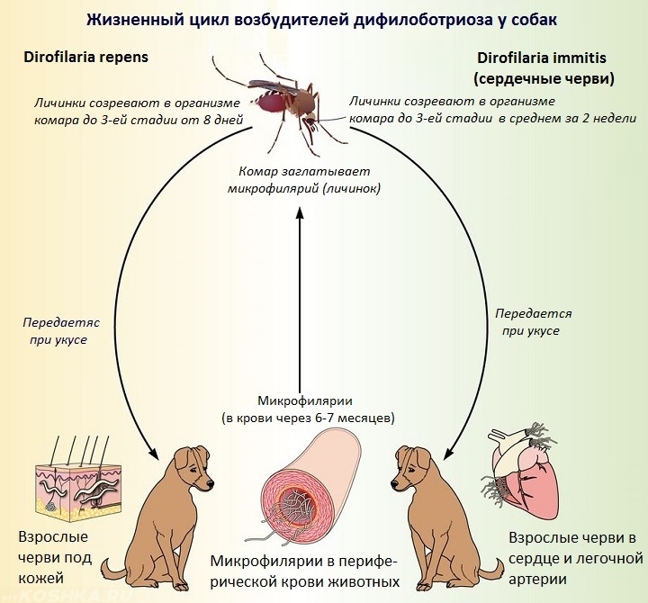 Можно ли считать комара промежуточным хозяином. Жизненный цикл дирофилярии собак. Жизненный цикл дирофилярия схема. Дирофилярия жизненный цикл у человека. Dirofilaria repens промежуточный хозяин.