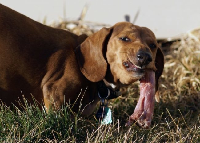 Собака и кусок мяса в пасти