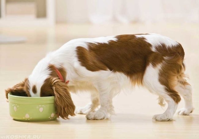 Собака и зелёная миска на полу