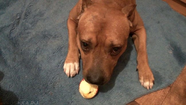 Пёс разгрызающий яблоко