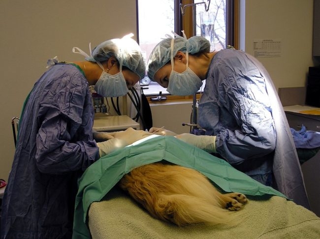 Собака на хирургическом столе