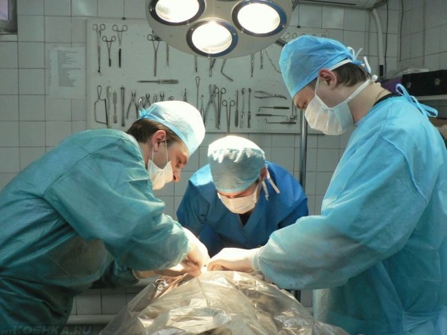 Хирургия проводимая на собаке