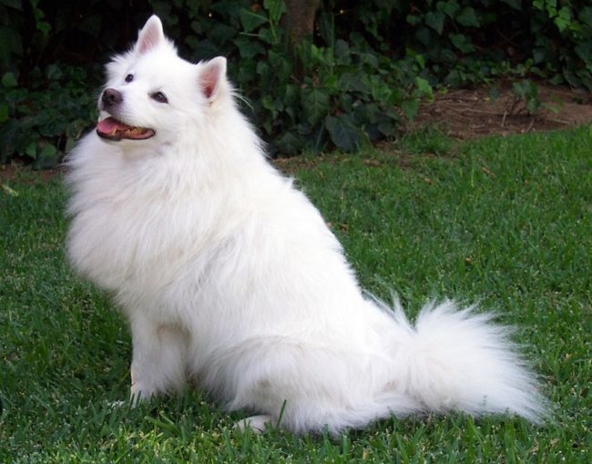 Гипервозбудимая белая собака