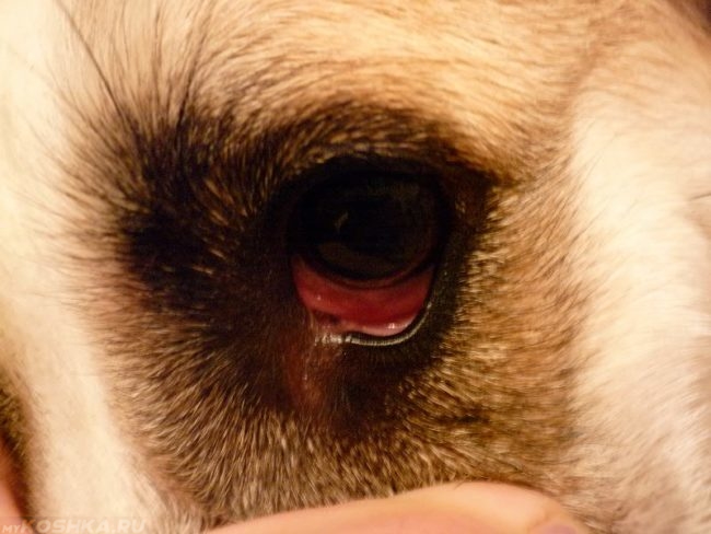 Покрасневшие глаза у собаки