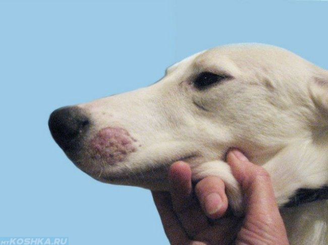 Стригущий лишай на морде у белой собаки