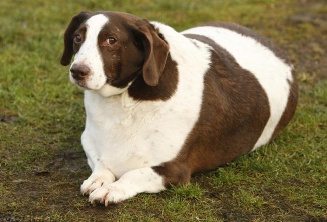 Лишний вес у собаки лежащей на траве