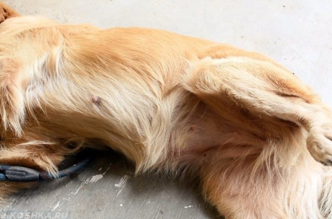Собака лежащая на боку на полу
