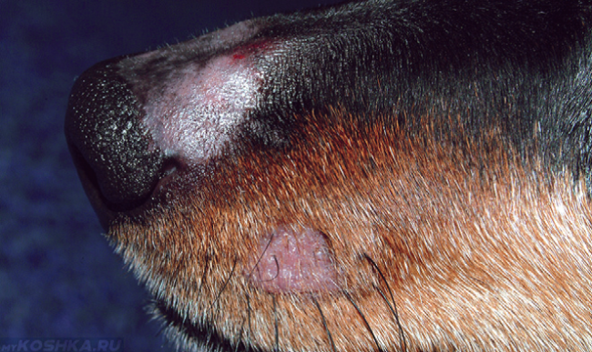 Микроспория у собаки на носу