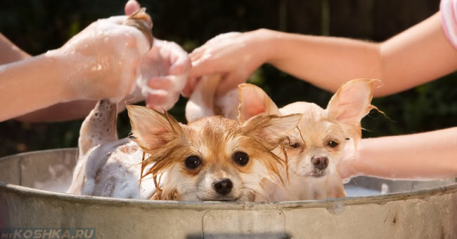 Подмывание собак в мыльной воде