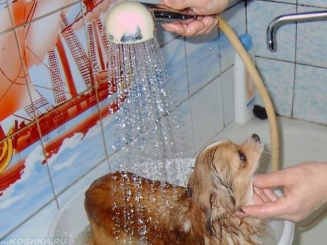Мытьё собаки под душем тёплой водой