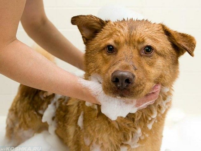 Мытьё собаки с помощью шампуня
