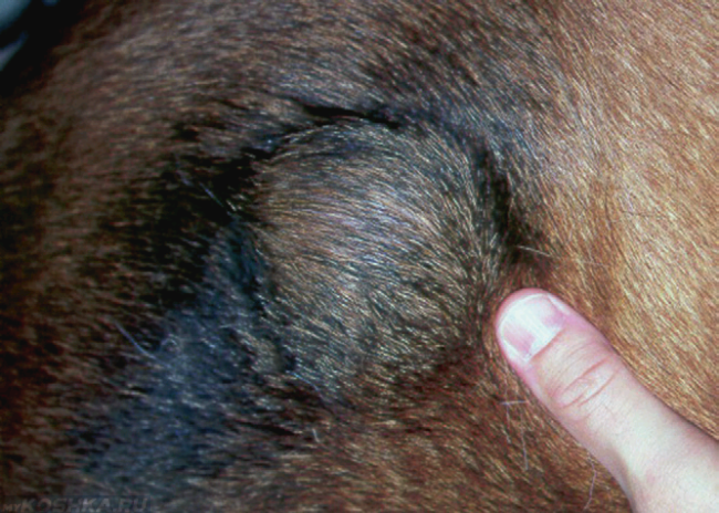 Опухоль у собаки на теле и палец