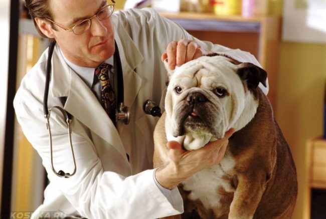 Осмотр собаки у ветеринара