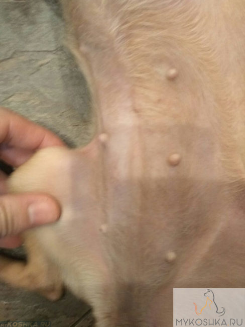 Осмотр тела собаки после прогулки на паразитов