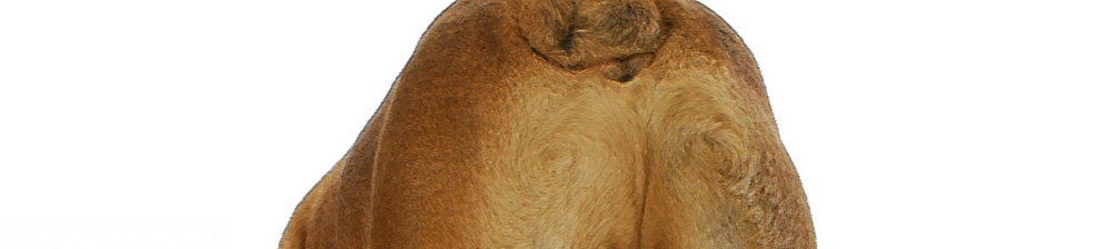 Параанальные железы собака породы бульдог