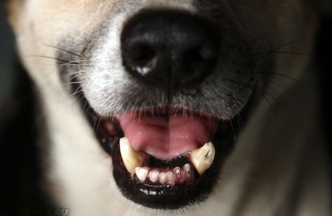 Морда собаки с открытым ртом