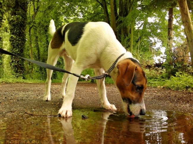 Собака пьющая воду из лужи