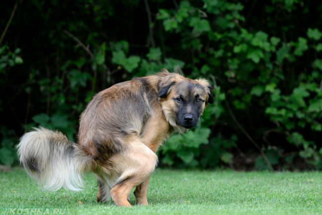 Понос у собаки на зелёной траве