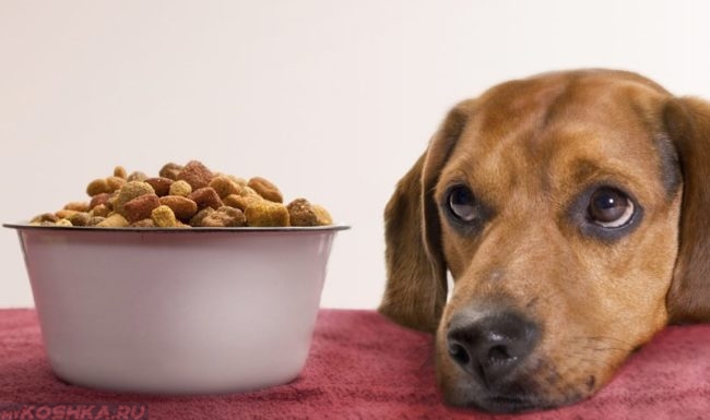 Потеря аппетита у собаки коричневого окраса