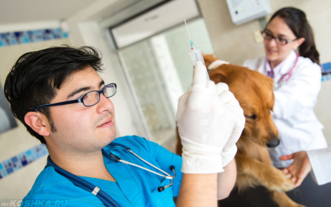 Вакцинация собаки ветеринаром