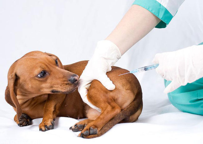 Вакцинация щенка в бедро