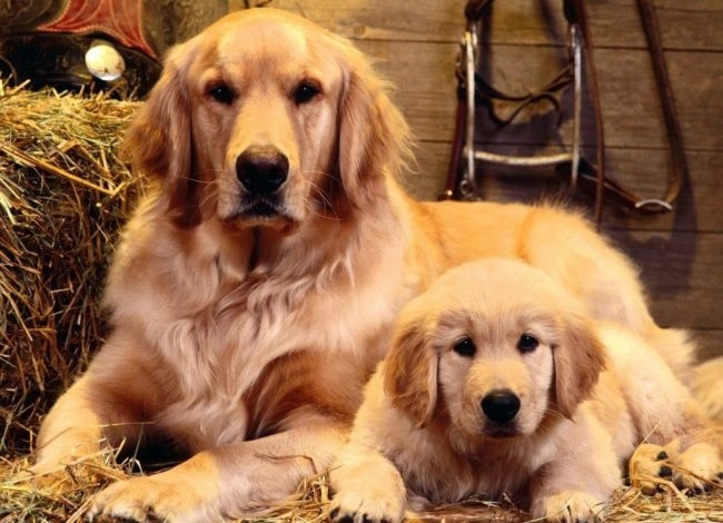 Собака и щенок светлого окраса