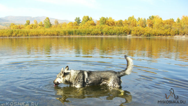 Собака пьёт воду из пруда