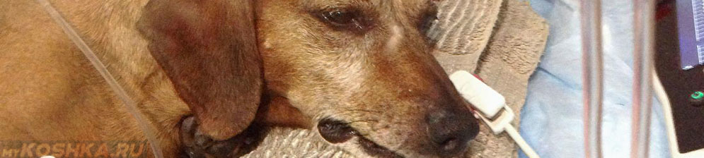 Отравленная собака лежит на операционном столе у ветеринара