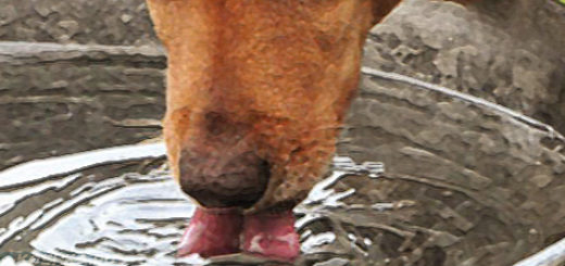 Собака пьёт воду из тазика