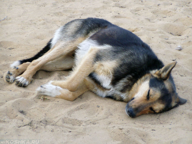 Спящая на боку собака с загнутыми лапами