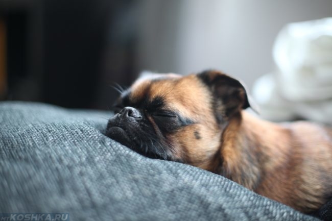 Спящая собака коричневого окраса