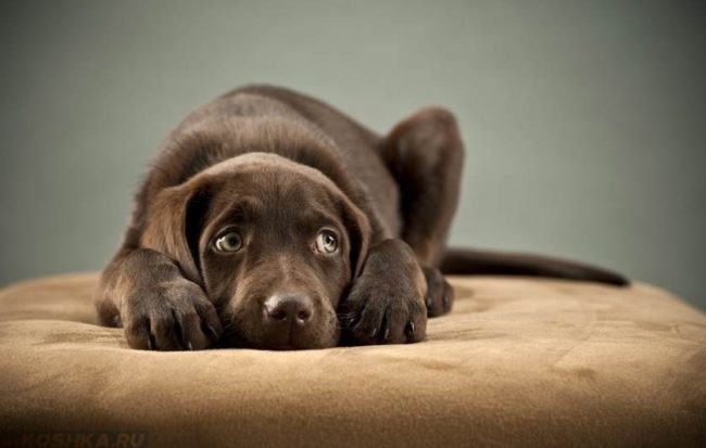 Стресс у собаки коричневого окраса
