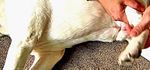 Судороги задних лап у собаки