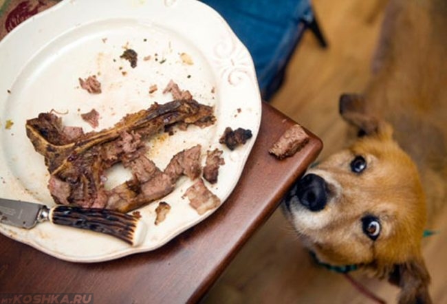 Белая тарелка с едой и собака