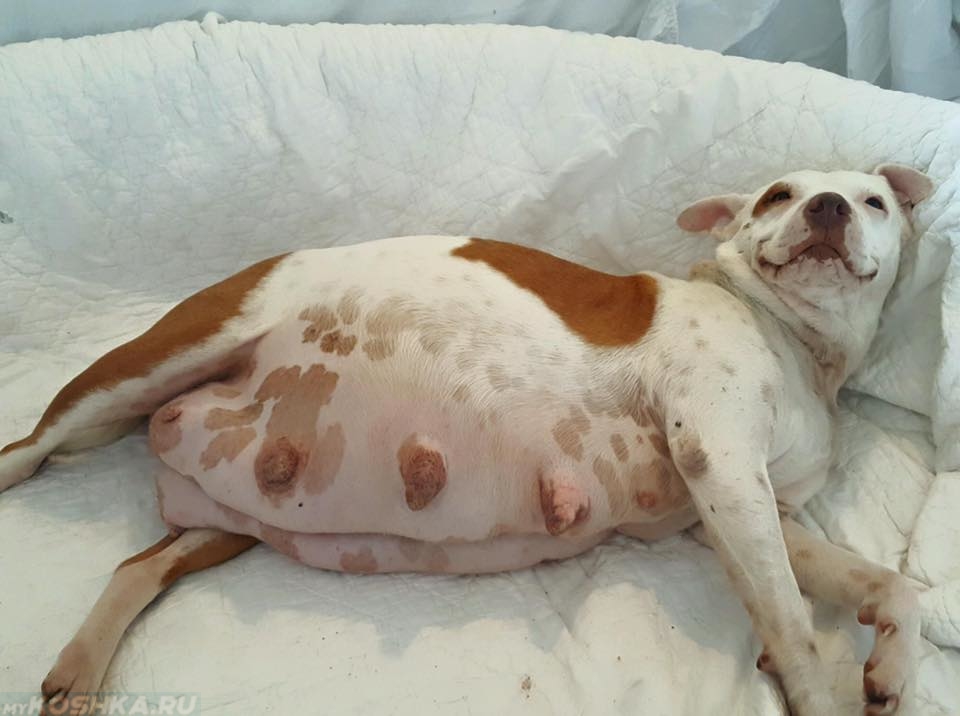 Собака с набухшими сосками лежит на диване
