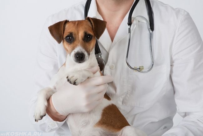 Собака на руках у ветеринара