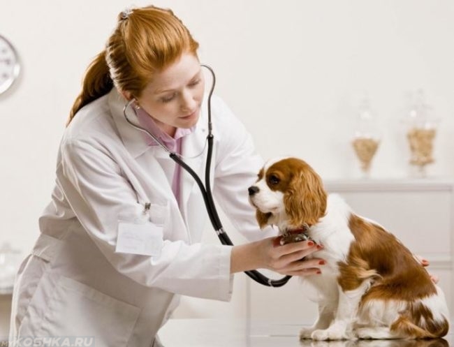 прививки во время течки у собак можно ли делать