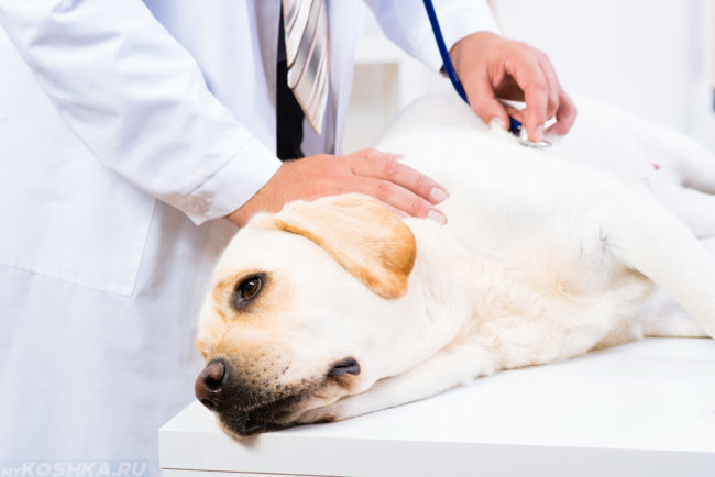 Собака лежащая на ветеринарном столе